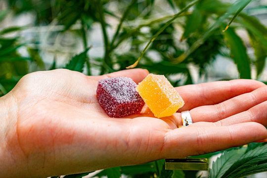 BALANCED CBD THC GUMMIES